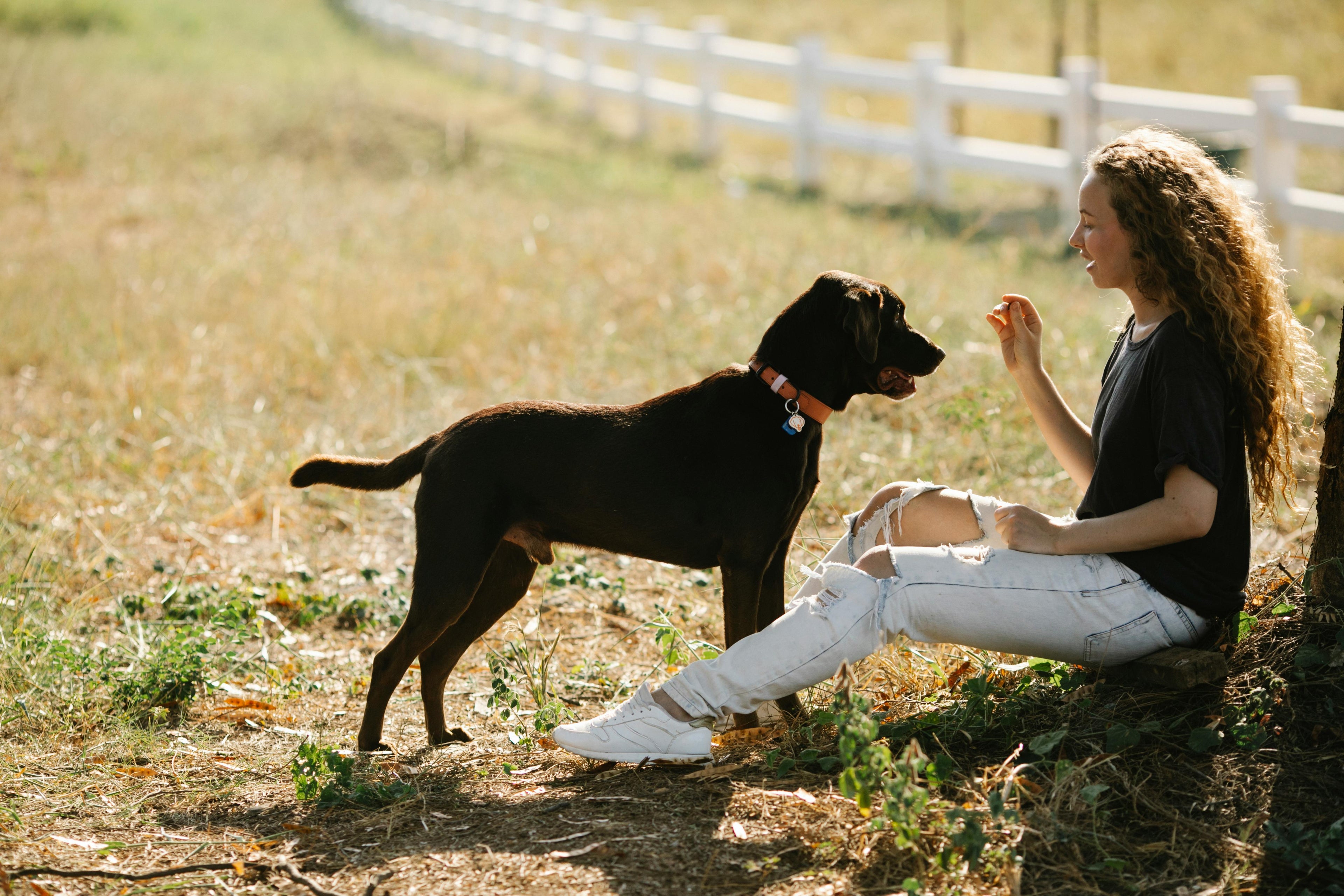 Comfort or Control? Choosing the Best Material for Your Dog’s Daily Wander
