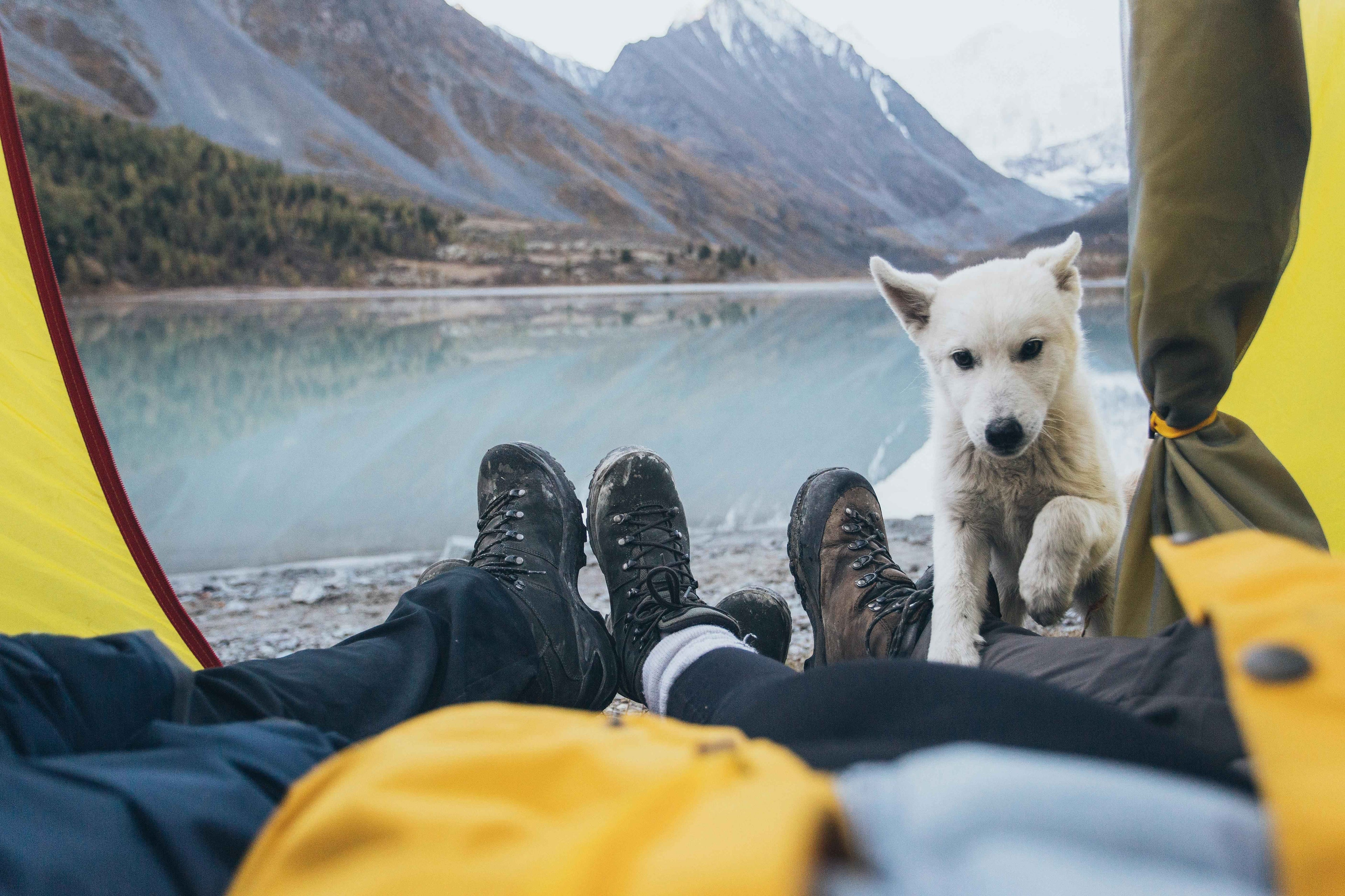 The Ultimate Dog Camping Essentials Checklist: Gear You Actually Need for a Stress-Free Trip
