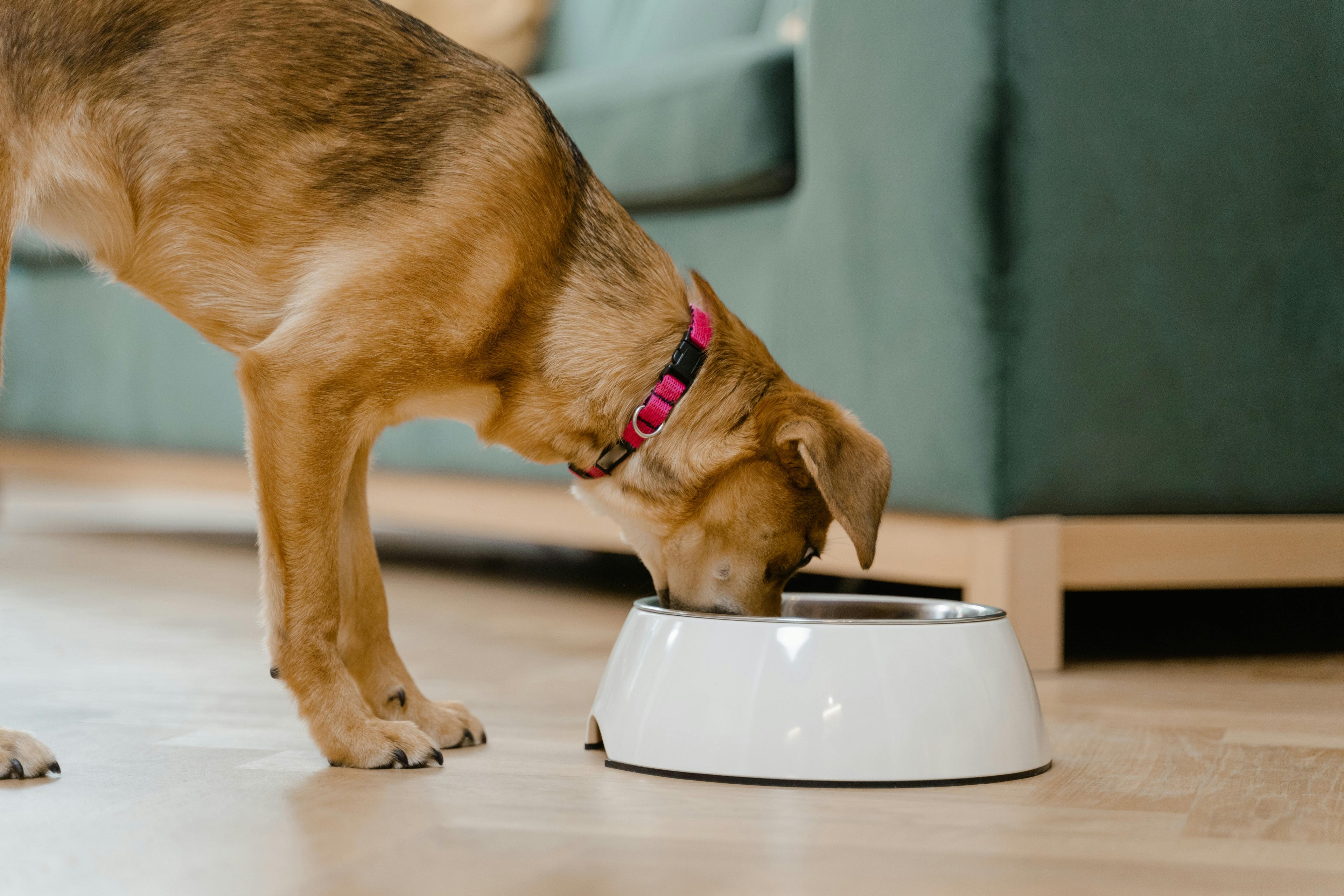 Stainless Steel vs. Ceramic vs. Plastic: Which Dog Water Bowl is Safest?