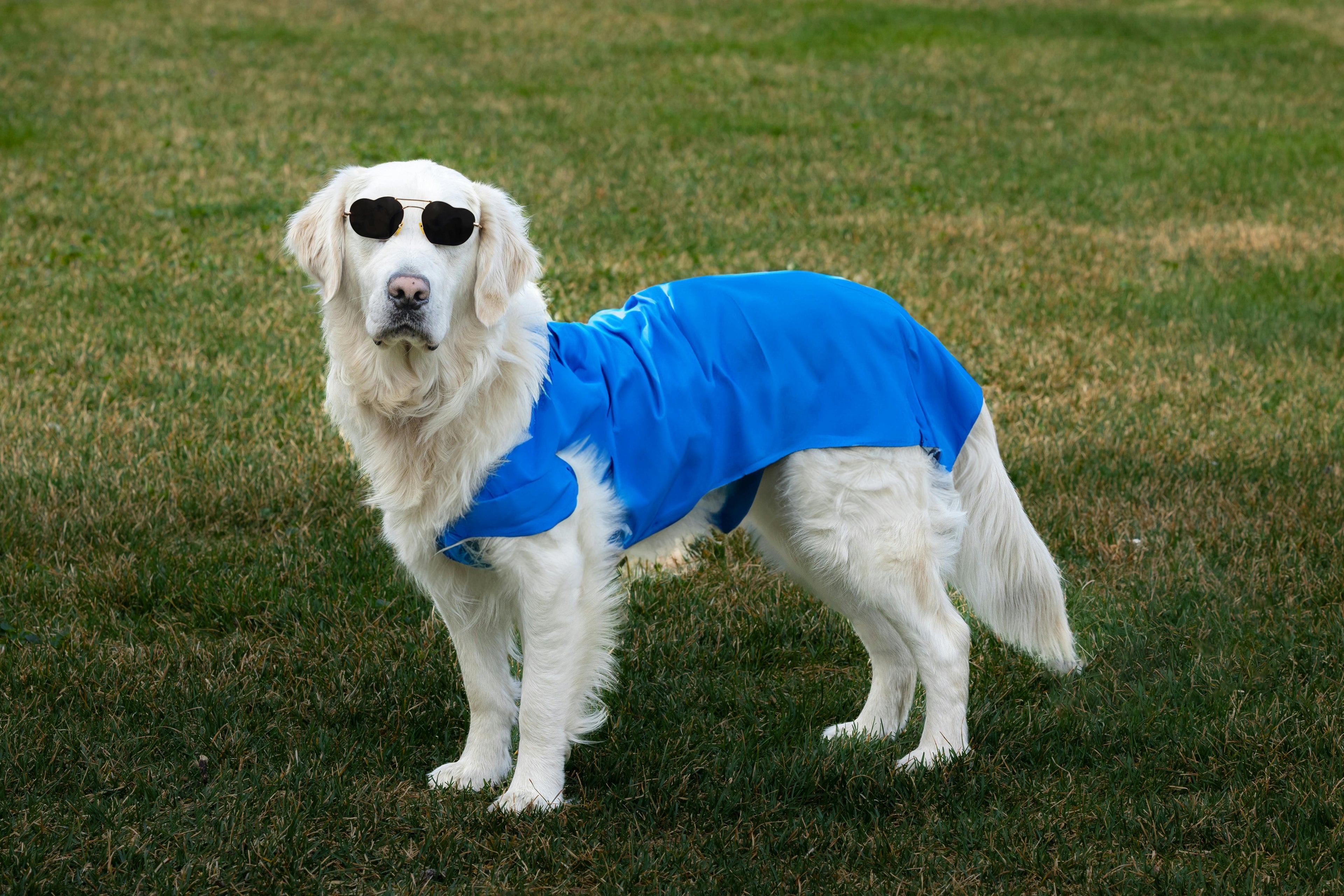 Does Your Dog Really Need a Summer Shirt? The Science Behind Cooling Gear and Dark Fur