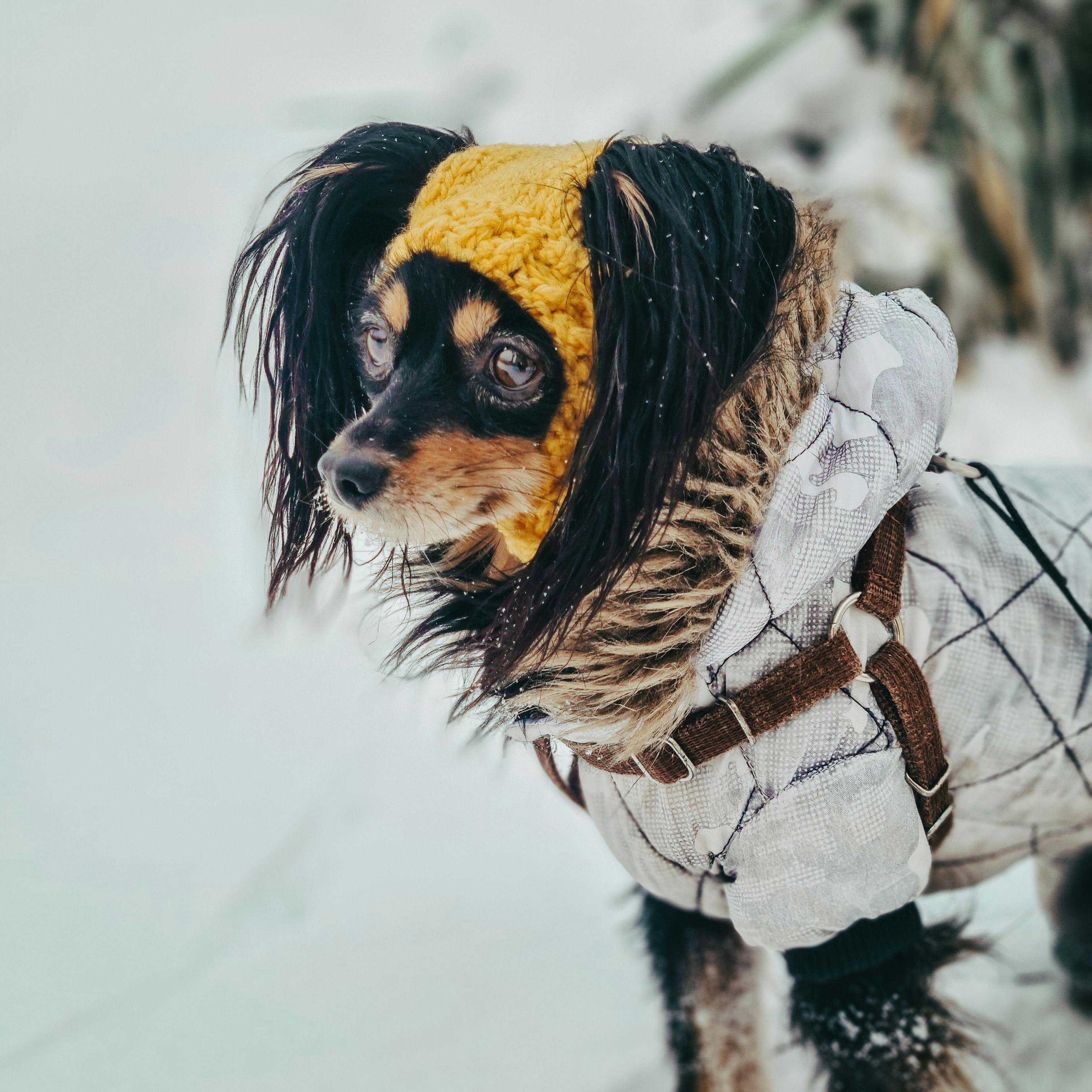 Should Dogs Wear Clothes? A Practical Guide by Season, Environment, and Breed