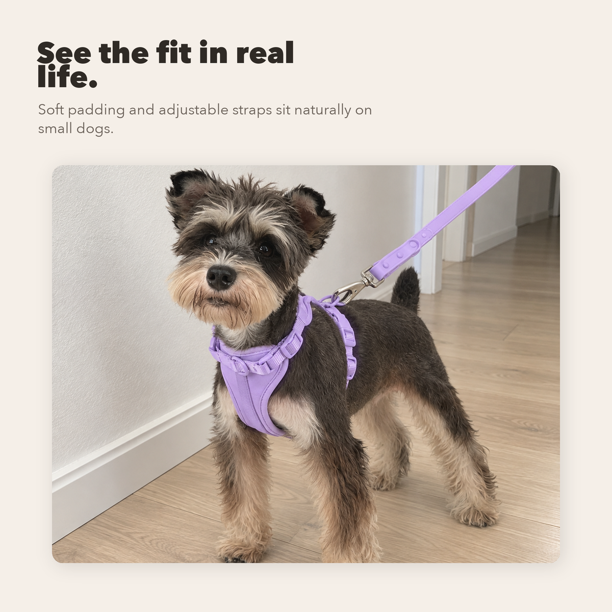 Everyday Comfort Harness+Everyday Comfort Leash