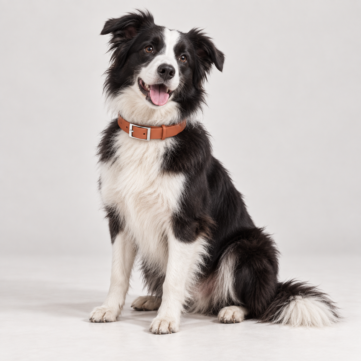 Everyday Comfort Collar
