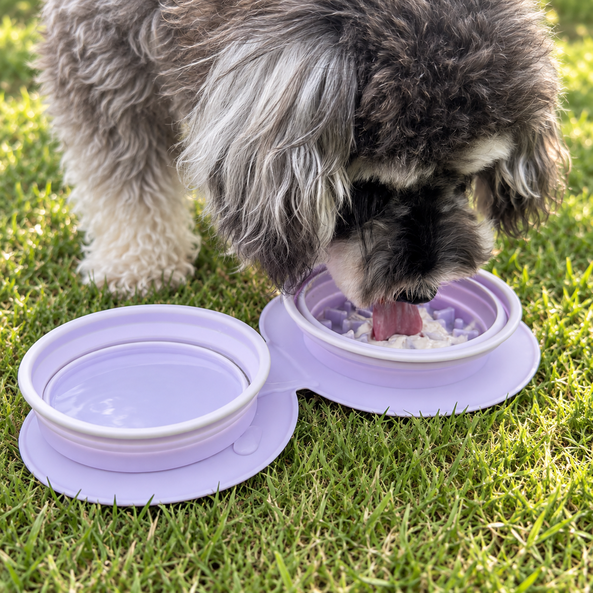 Collapsible Travel Dog Bowl with Slow Feeder
