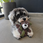 Mocha Bear Plush Dog Toy — Soft Cuddle & Squeak Toy