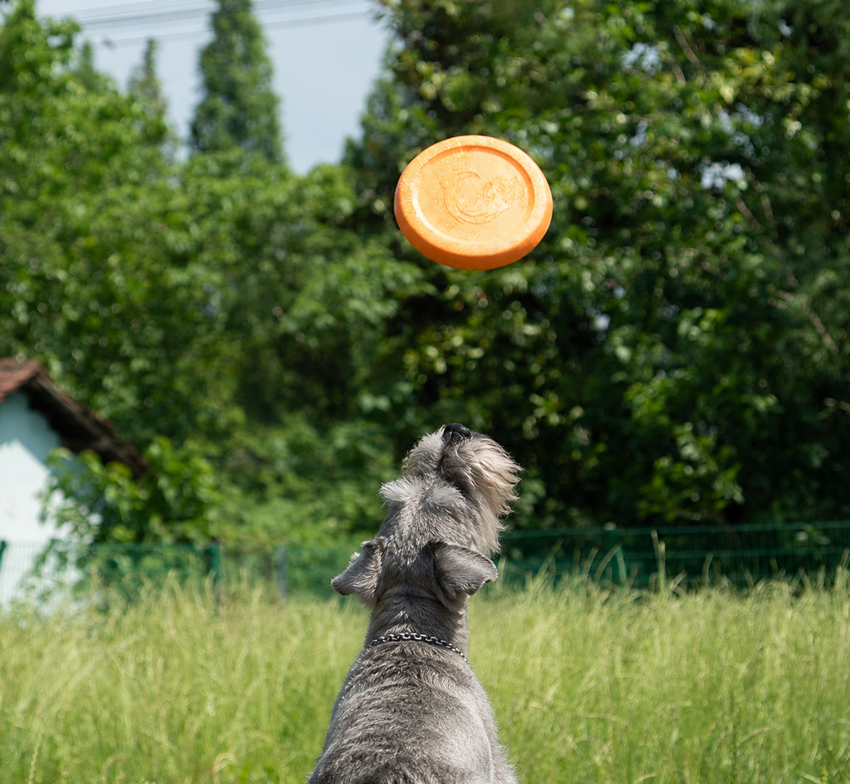 Soft Flying Disc — Easy Fetch Toy for Everyday Play
